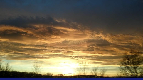 Trees in sunlight—is it sunset or dawn? 