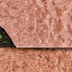 A tiny green plant springs up in the space left by a broken tile.