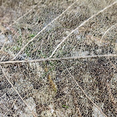 Structural close-up of intricate skeleton detail from a decaying leaf