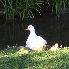 White duck with ducklings, seated on grass beside still water