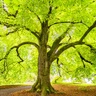 Large green tree canopy