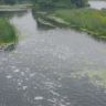 Meandering water with green algae and rushes