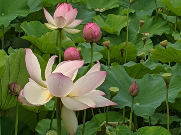 Water lily bloom opening