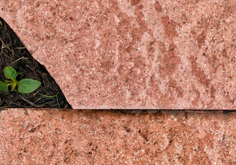A tiny green plant springs up in the space left by a broken tile.