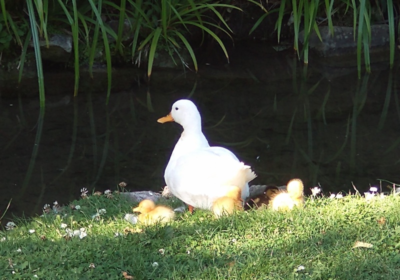 White duck with ducklings, seated on grass beside still water