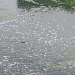 Meandering water with green algae and rushes