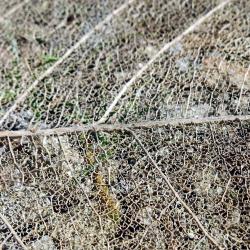 Structural close-up of intricate skeleton detail from a decaying leaf