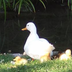 White duck with ducklings, seated on grass beside still water
