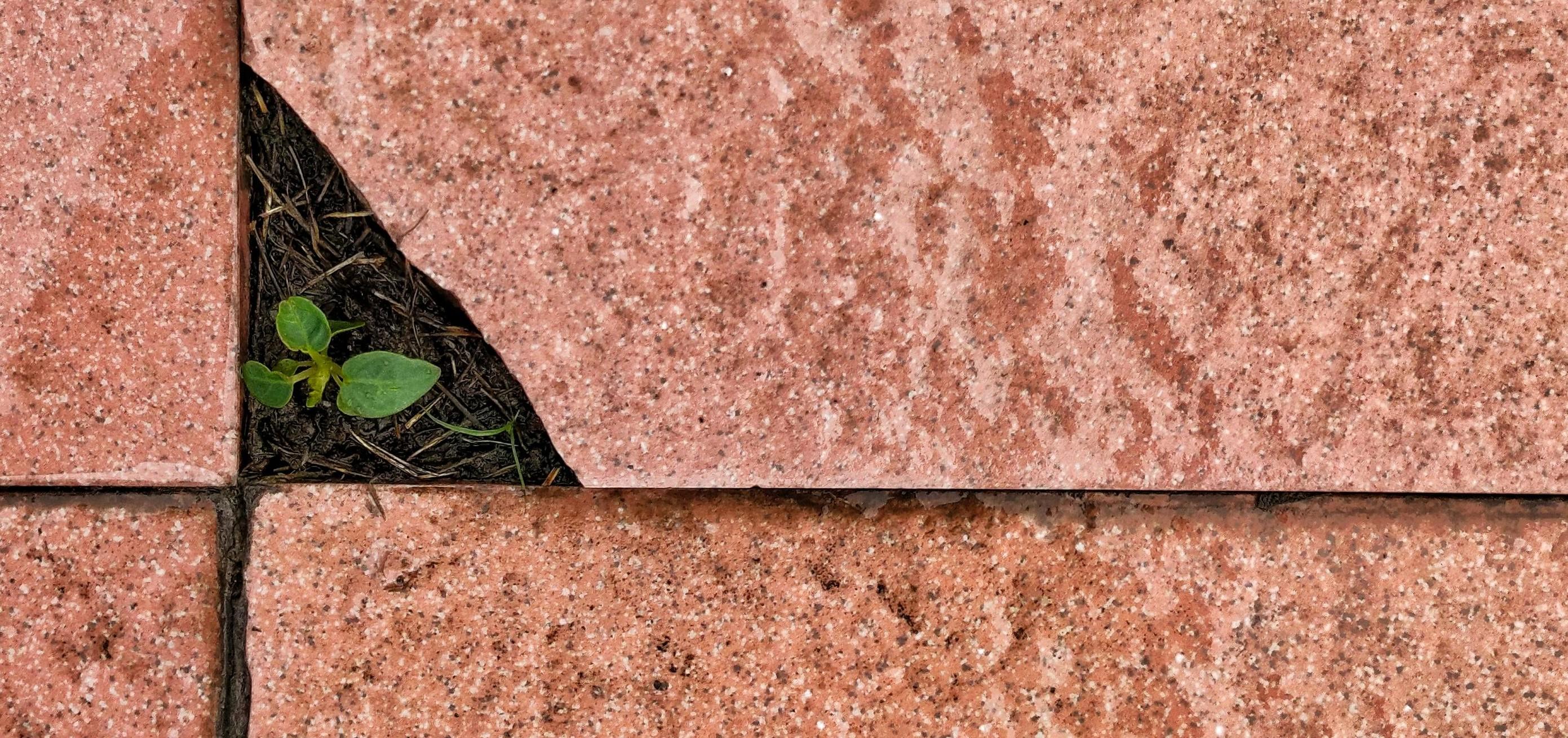Detail from a photograph of floor tiles, taken by Sum+it, Sep 2019 (via Pexels) A tiny green plant springs up in the space left by a broken tile.