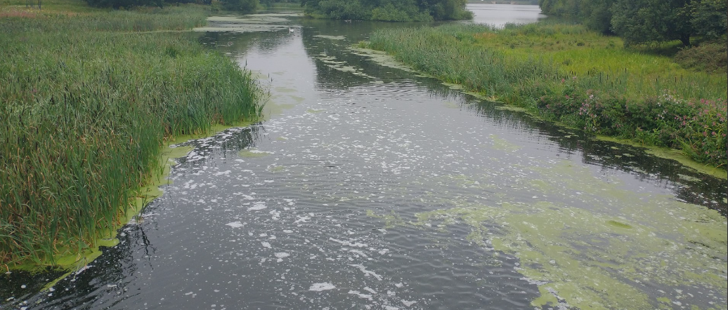 Watercourse—CIP (2023) Meandering water with green algae and rushes