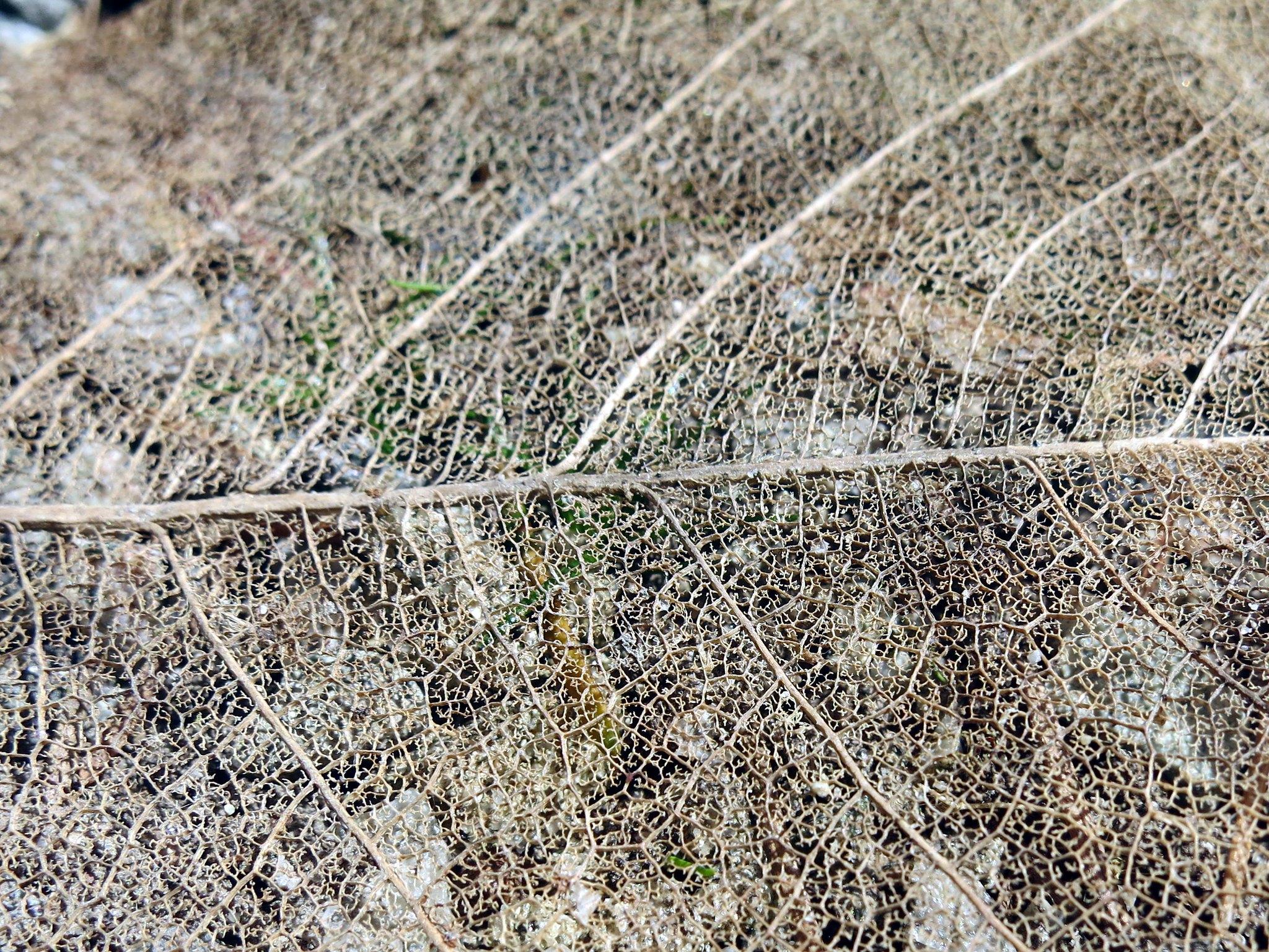 Leaf skeleton - photograph by Ruth Hartnup (2012) via Flickr, CC BY 2.0 Structural close-up of intricate skeleton detail from a decaying leaf