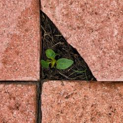 A tiny green plant springs up in the space left by a broken tile.