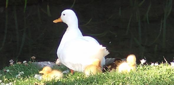 White duck with ducklings, seated on grass beside still water